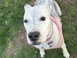 Dogo Argentino – dogo argentino for sale – Salt Lake City
