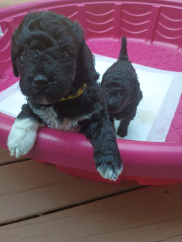 bichapoo puppies For sale
