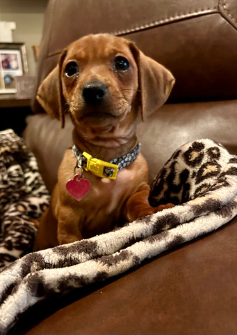 Dachshund – Mini Dachshund Female