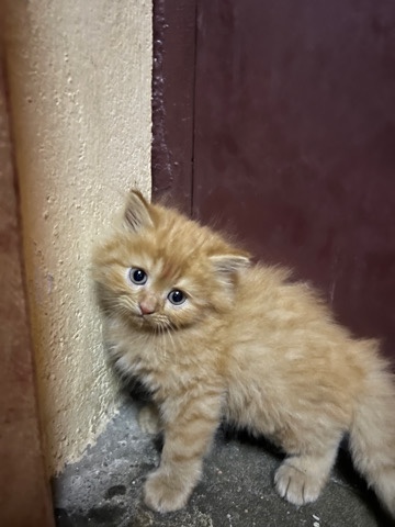 Persian (Modern) – Persian kittens for sale