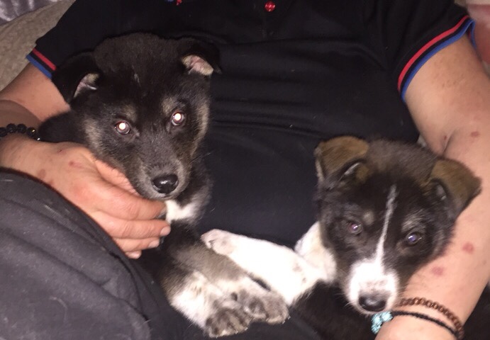 Siberian Husky – tia ridgeback x husky