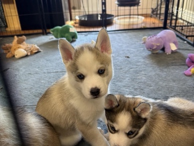 Siberian Husky – Siberian Husky Puppies – Belding
