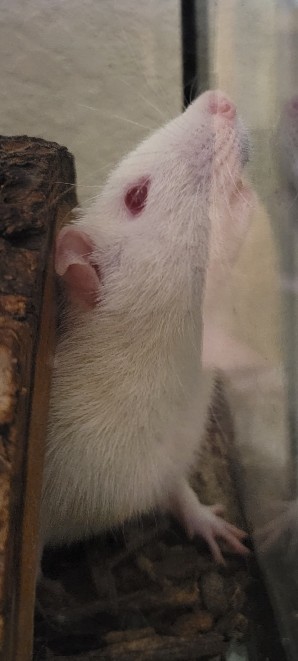Giant Male Rat (white)