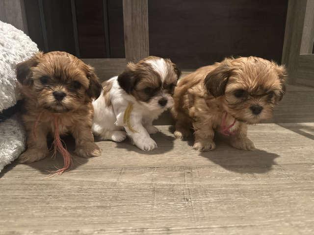 Shih Tzu - Adorable Female Shih Tzu Puppies – Ready for Their New Homes June 17th! available for adoption in Norcross