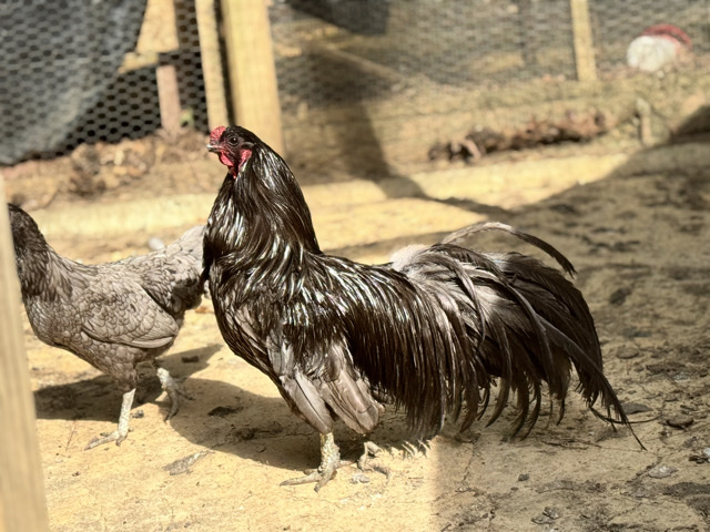Eccivision Sumatra roosters – North Chesterfield