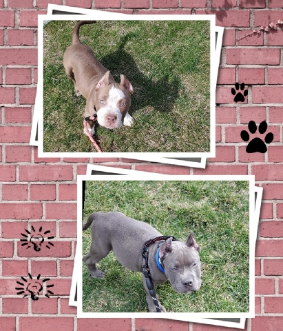 American Bulldog – Americanbully