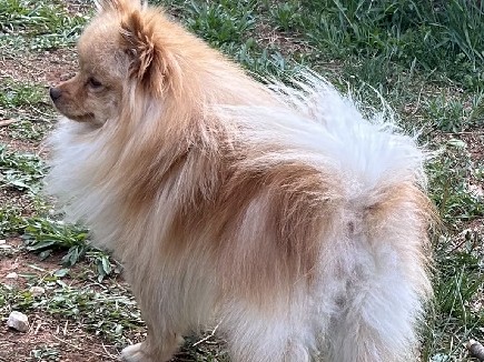 Pomeranian – Pomeranian – Bedford
