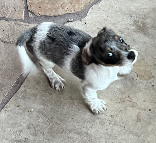 Dachshund – dachshund/multipoo