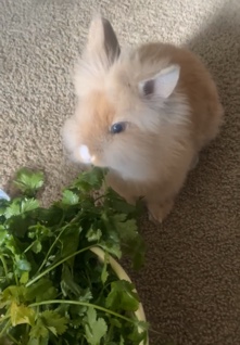 Lionhead – lion head bunny