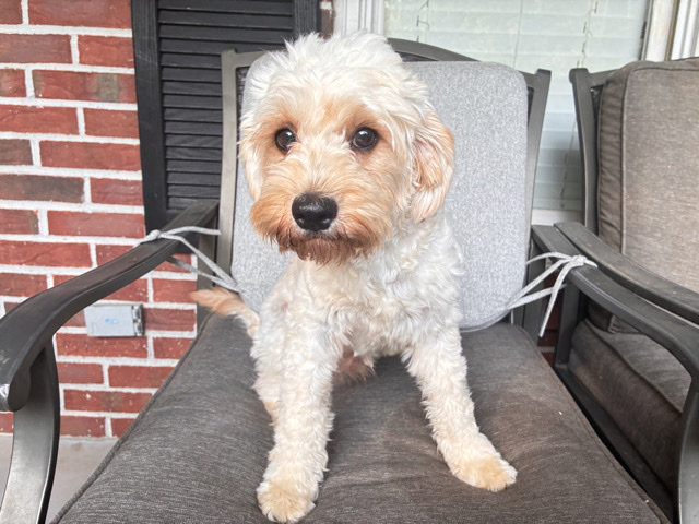 Cavapoo – CKC Registered Cavapoo Puppies – 6 months old – Commerce