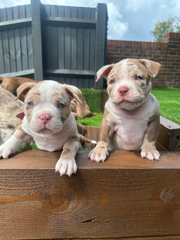 Exotic bully litter