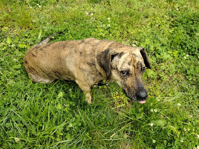 Dachshund – Small But Strong