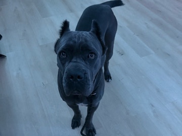 cane corso