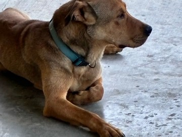 Moving and need a new loving home for my Moo Moo – Lancaster