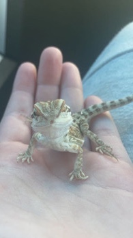 Any – bearded dragon for sell