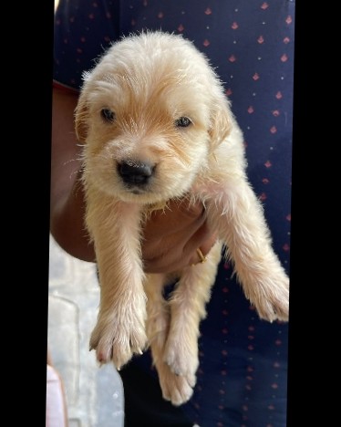 Golden Retriever – golden retriever foe sale