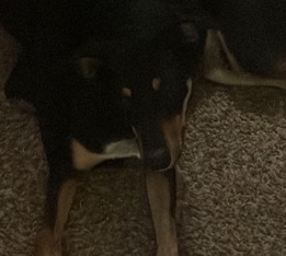 Doberman Pinscher – doberman