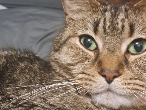 American Shorthair – 11 Year old male cat,  neutered, needs Love – Westminster