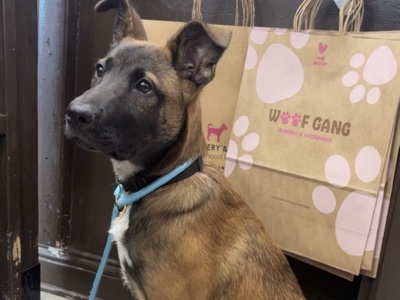 Belgian Shepherd Dog (Malinois) – Belgian Malinois – Baytown