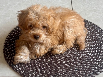 Poodle – miniature poodle – Bengaluru