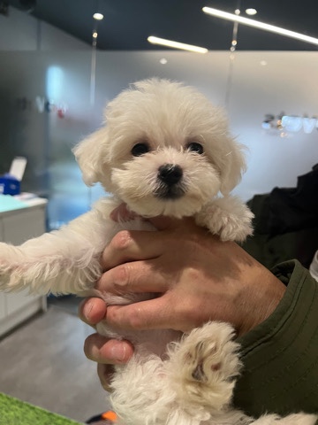 Maltese – Bichon Frise