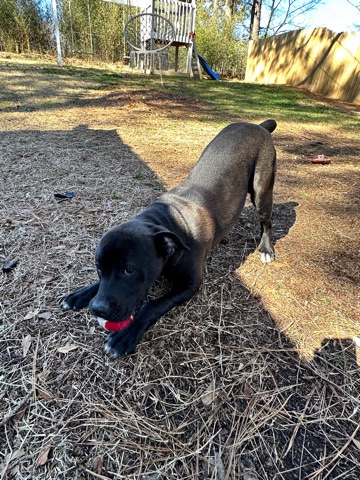American Bulldog – 6 month old American bully, dark Chocolate tuxedo