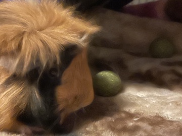 Guinea Pig – Joker – Greenwood