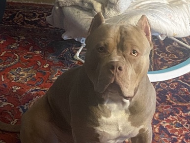 American Pit Bull Terrier – xl bully pitbull – Tampa