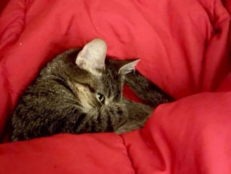 American Shorthair – Pepper