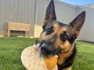 German Shepherd – Rehoming GSD – McKinney