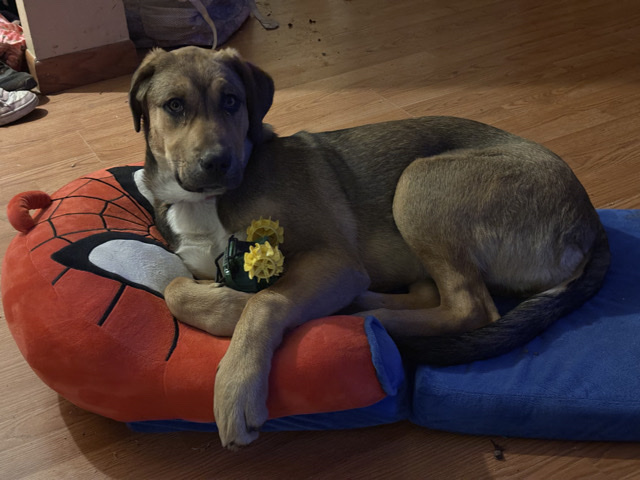 Australian Cattle Dog – Energetic 1-Year-Old Australian Cattle Dog for Sale in Fort Jones – Fort Jones
