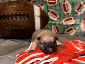 French Bulldog – French bulldog pups