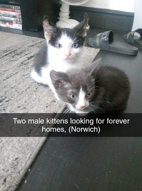 British Shorthair – two kittens
