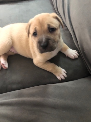 Australian Shepherd – $200 Australian Shepard mix with a Husky