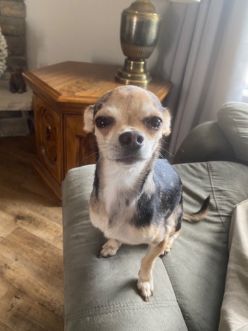 Chihuahua – Male Chihuahua for sale