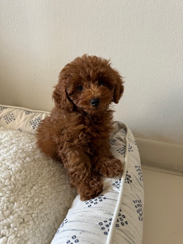 Poodle – Milo - Toy Poodle - 3 months - everything included