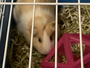 Guinea Pig – Female Guinea Pig – Columbus