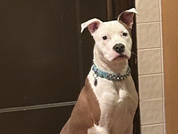 American Pit Bull Terrier – Blue – Indianapolis