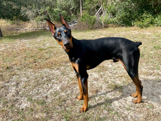 Doberman Pincher