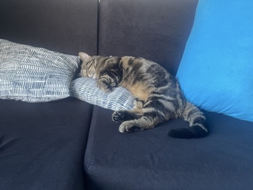 Others - Malvin available for adoption in London