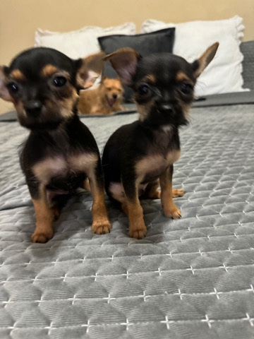 Yorkshire Terrier – Chorkies for sale