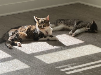 Rehoming: My Babies, Daddy and Daughter cat they are peas in a pod. – Noblesville