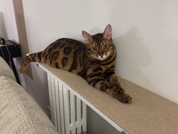 Bengal – Bengal mâle de 3 ans Paris 📍 À l’adoption – Paris