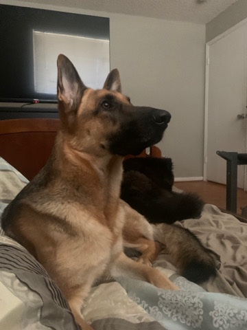German Shepherd – Nova