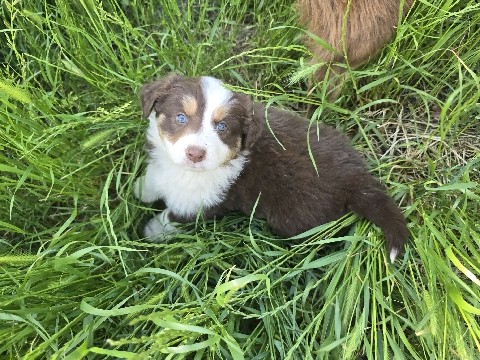 Australian Shepherd – Australian shepherd,aka aussie – Redding