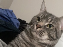 Russian White, Black and Tabby – Tabby Cat – Milledgeville