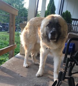 Caucasian Shepherd Dog – Caucasian shepherd (Nashville only or Clarksville)