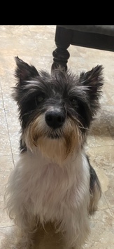 Miniature Schnauzer – minni schnauzer