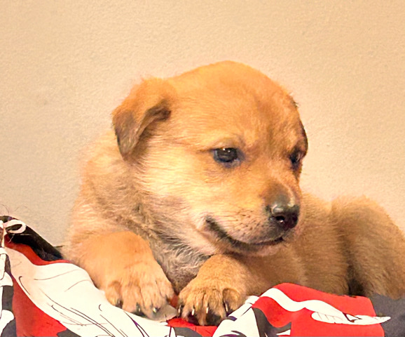 Rottweiler – Puppy