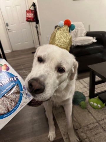 Great Pyrenees – Kobe - Rehoming